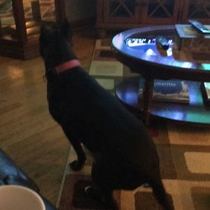 Meet your Posher, Misty